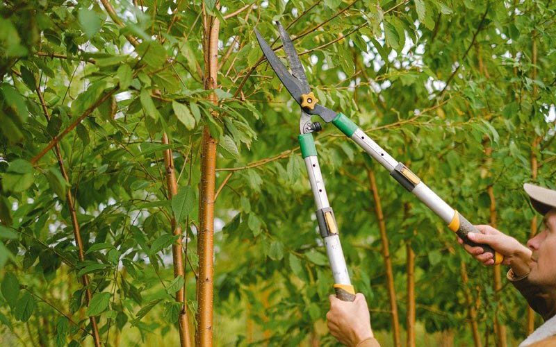 Tree trimming in Auburn, WY